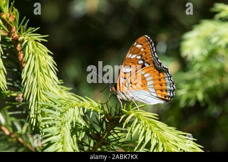 Große Pappel Admiral (Limenitis populi). Männliche auf einer Fichte Zweig. Der Tschechischen Republik Stockfoto