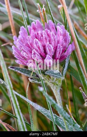 Rotklee Blüten im Herbst Frost, Glen Affric, Inverness, Highland, Schottland. Stockfoto