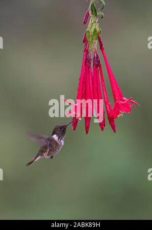 Vulkan Hummingbird: Selasphorus flammula. Costa Rica. Stockfoto