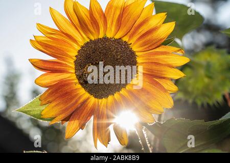 Die Sonne scheint hinter einer Sonnenblume (Helianthus annuus). Deutschland Stockfoto