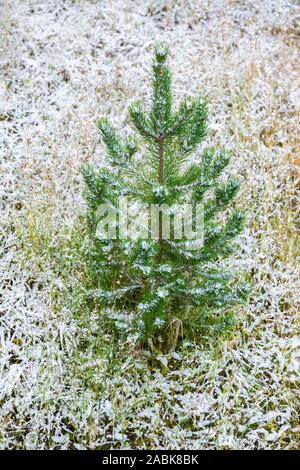 Kleine Tanne Baum aus Erdwärme Boden des Yellowstone National Park, die von Schnee im Winter. Stockfoto