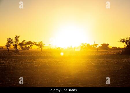 Helle Sonnenaufgang in der Namib Naukluft Park mit Silhouettiert Bäume, Namibia, Afrika Stockfoto