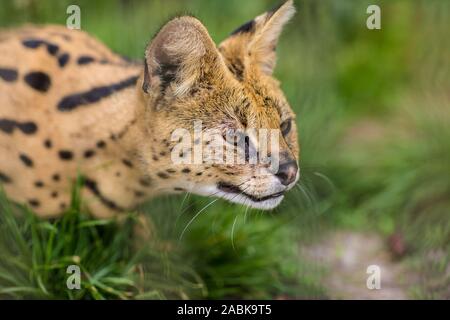 Das Porträt einer Savannah Serval Katze im Gras sitzen und bis auf der rechten Seite. Schwarze gepunktete beige Brown Big Wild Cat Stockfoto