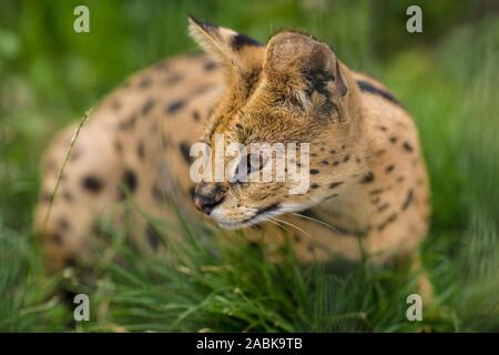 Das Porträt einer Serval Savannah Katze im grünen Gras saßen und auf der linken Seite. Schwarze gepunktete beige Brown Big Wild Cat Stockfoto