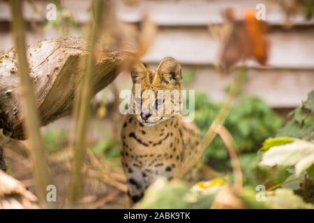 Eine schöne Serval Katze sitzt auf dem Boden leicht auf der Suche nach Links, umgeben von viel Grün und Äste horizontal. Schwarze gepunktete beige Brown Big Stockfoto