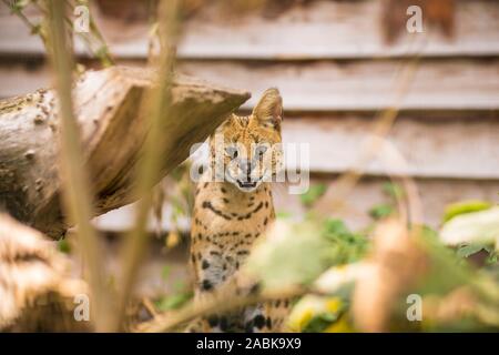 Das Porträt einer wunderschönen Serval Katze in die Kamera schaut und auf dem Boden sitzend von viel Grün und Zweige horizontale umgeben. Schwarze gepunktete beig Stockfoto