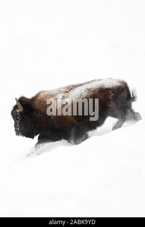 Bison/Amerikanischer Bison (Bison bison), Stier im Winter Fell, Talfahrt durch tiefen weichen Schnee, leistungsstark, beeindruckend, Yellowston Stockfoto