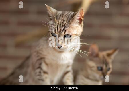 Zwei kleine schöne Savannah Kitten Katzen serval Hybriden auf braunem Grund. Sehr blau leuchtenden Augen Stockfoto