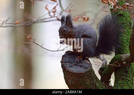 Eichhörnchen/Europaeisches Eichhörnchen (Sciurus vulgaris), sitzen auf dem Baum, Fütterung auf Samen, Wildlife, Europa. Stockfoto