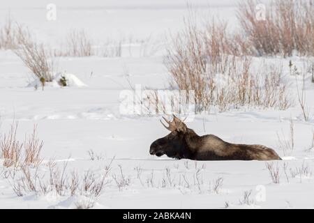 Elch/Elch (Alces alces), Stier, Ruhen, Lügen, Wiederkäuend im schnee, winter, Yellowstone NP, USA. Stockfoto