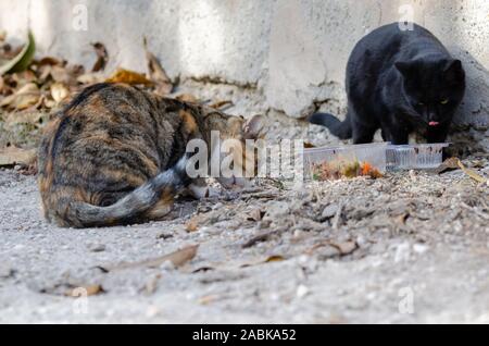 Zwei streunende Katzen Essen auf der Straße. Stockfoto