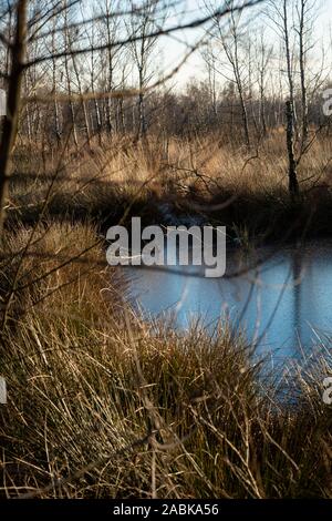 Grientsveen, Niederlande 19. Januar 2017, Halb zugefrorenen See mit gebrochenen Bäume an einem sonnigen Tag in De Peel, Nordbrabant und Limburg Stockfoto