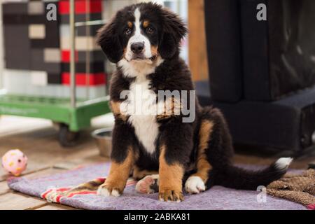 Eine schöne süße kleine Welpen Berner Sennenhund leicht nach oben und sitzt auf einer Decke mit einem Spielzeug neben ihn horizontal drinnen. Blurry hinterg Stockfoto