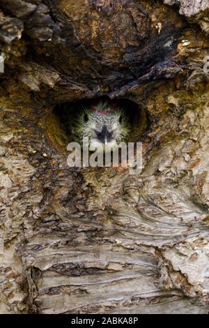 Grünspecht / Grünspecht (Picus viridis), juvenile, Küken, Jung aus dem Nest hole, Europa. Stockfoto