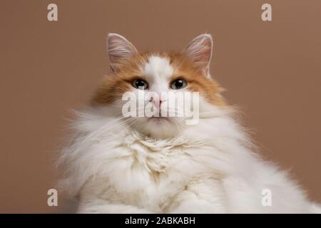 Das Porträt einer nett schön flauschigen weißen und braunen Türkisch Van Katze mit grünen Augen vor einem braun beige Hintergrund in t Stockfoto
