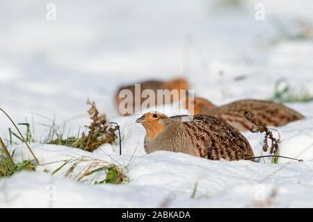 Grau Rebhühner/Rebhuehner (Perdix perdix), Ruhen, liegend im Schnee, geheimnisvolle Verhalten, gerade bis in den Himmel für Sicherheit, an einem sonnigen Wintertag, Stockfoto