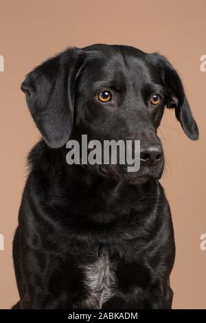 Cute Black Dog pet-Sitzung im Studio mit einem braunen Hintergrund ein wenig traurig. Weiß Details auf dem Fell. Nahaufnahme des Gesichts. Porträt einer beautifu Stockfoto