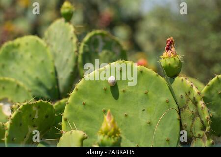 Ein großer Feigenkaktus Opuntia Stricta Cactus mit blühenden Blumen im Sommer Sonne in der Provence, Frankreich Stockfoto