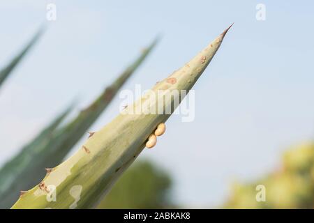 Zwei kleine Schnecken auf einem Kaktus an einem sonnigen Tag in der Provence, Frankreich. Mediterrane Pflanze, in sonniger Umgebung. Stockfoto