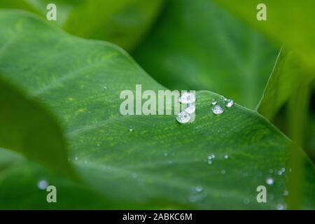"Die Colocasia blatt Elephant-ear Taro cocoyam dasheen Frische Wassertropfen auf einem grünen Colocasia esculenta Blatt Aquatilis und Tropfen Tau am Morgen, Stockfoto