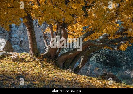 Stamm und hellen Goldener Herbst Laub eines großen Montpellier Ahorn (Acer Monspessulanum) im Dorf von Costa in der Balagne Korsika Stockfoto