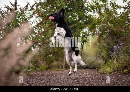 Eine schöne enthusiastisch stabyhoun schwarz-weiss gefleckten Hund springen in die Luft und fängt einen rosa Ball in einem farbenfrohen Garten mit viel Grün und f Stockfoto