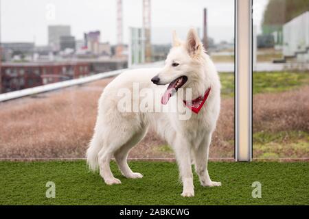 Einen süßen flauschigen weissen Schäferhund mit seiner Zunge heraus und auf der linken Seite trägt einen roten Cowboy bandana stehend auf das Gras und die Ro suchen Stockfoto