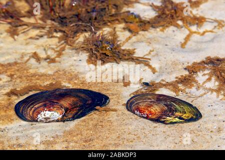 Geschwollenen Fluss Miesmuschel (Unio tumidus). Muscheln in den Littoral Zone eines Sees in den Dünen. Dänemark Stockfoto