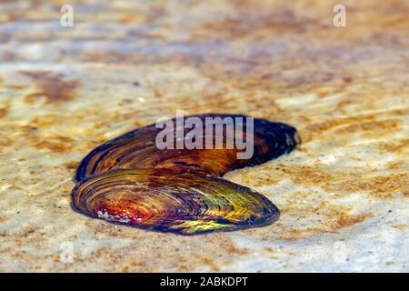 Geschwollenen Fluss Miesmuschel (Unio tumidus). Muscheln in den Littoral Zone eines Sees in den Dünen. Dänemark Stockfoto