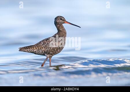 Gefleckte Rotschenkel (Tringa erythropus) Nahrungssuche im flachen Wasser. Deutschland Stockfoto