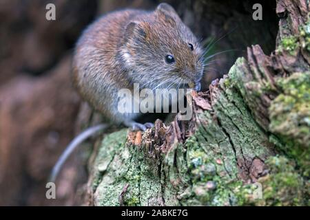 Bank Vole (Clethrionomys glareolus). Erwachsener auf die Wurzel eines Baumes. Deutschland Stockfoto