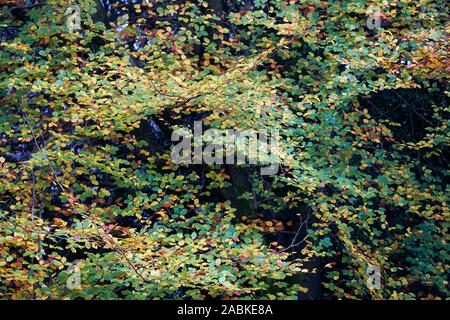 Spektakuläre Farben der Blätter an einem Baum im Oktober, dass sich aufgrund der Jahreszeit Herbst, England, Großbritannien Stockfoto