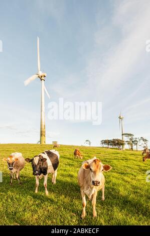 Entspannt Milchkühe auf einer grünen Weide machen Sie sich bereit für den Wind Farm Turbinen zu füttern entschlossen im Hintergrund stehen. Stockfoto