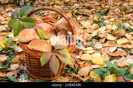 Korb voller grossen wilden essbaren Penny Bun Pilze, bekannt als Porchini oder Boletus edulis. Herbst Hintergrund mit grünem Gras und gefallenen golden Yello Stockfoto