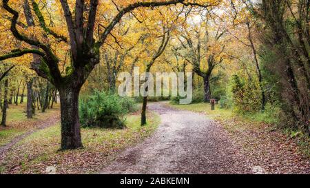 Armentia Wald im Herbst, in Vitoria-Gasteiz, Baskenland, Spanien Stockfoto