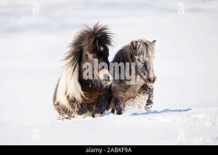 Miniature Shetland Pony- und Miniatur Appaloosa versuchen, im hohen Schnee zu galoppieren. Österreich Stockfoto