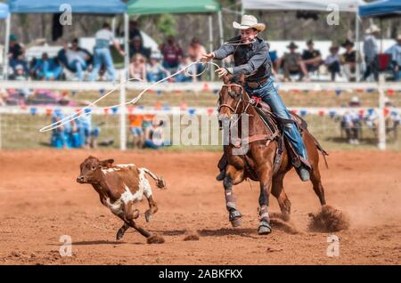 Cowboy auf Pferd twirling Seil und jagen Kalb in Calf Roping Ereignis am Mt Granat. Stockfoto