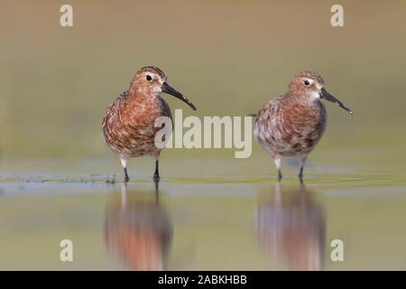 Sichelstrandläufer Stockfoto