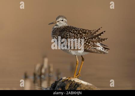 Bruchwasserläufer Stockfoto