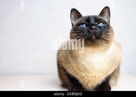 Siamesische Katze suchen, um sich über den weißen Hintergrund, blaue Augen Stockfoto