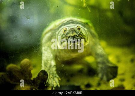 Großen Schlamm Schildkröte reptilie Sammlung Station in der Kaulbachstraße in München. [Automatisierte Übersetzung] Stockfoto