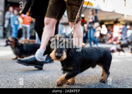 Teilnehmer an der Dackel Parade der München Valentin-Karlstadt-Musäums. [Automatisierte Übersetzung] Stockfoto