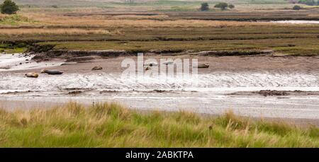 Dichtungen an greatham Creek, Hartlepool, England, Großbritannien sonnt Stockfoto