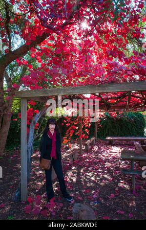 Weibliche Touristen unter einer Pergola unter einem von einem Sonnenstern beleuchteten Hintergrund große Eiche mit leuchtend dunkelroten Herbstblättern in Coonawarra, Süd-Australien. Stockfoto