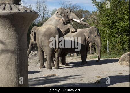 Zwei Elefanten mate im Freigehege der Elefanten im Tierpark Hellabrunn. [Automatisierte Übersetzung] Stockfoto