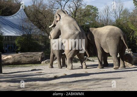 Zwei Elefanten mate im Freigehege der Elefanten im Tierpark Hellabrunn. [Automatisierte Übersetzung] Stockfoto