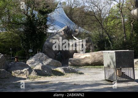 Zwei Elefanten mate im Freigehege der Elefanten im Tierpark Hellabrunn. [Automatisierte Übersetzung] Stockfoto