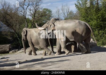 Zwei Elefanten mate im Freigehege der Elefanten im Tierpark Hellabrunn. [Automatisierte Übersetzung] Stockfoto