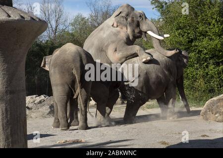 Zwei Elefanten mate im Freigehege der Elefanten im Tierpark Hellabrunn. [Automatisierte Übersetzung] Stockfoto