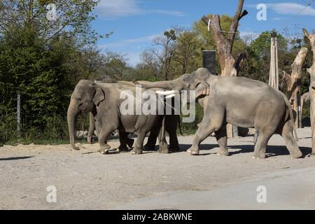 Zwei Elefanten mate im Freigehege der Elefanten im Tierpark Hellabrunn. [Automatisierte Übersetzung] Stockfoto